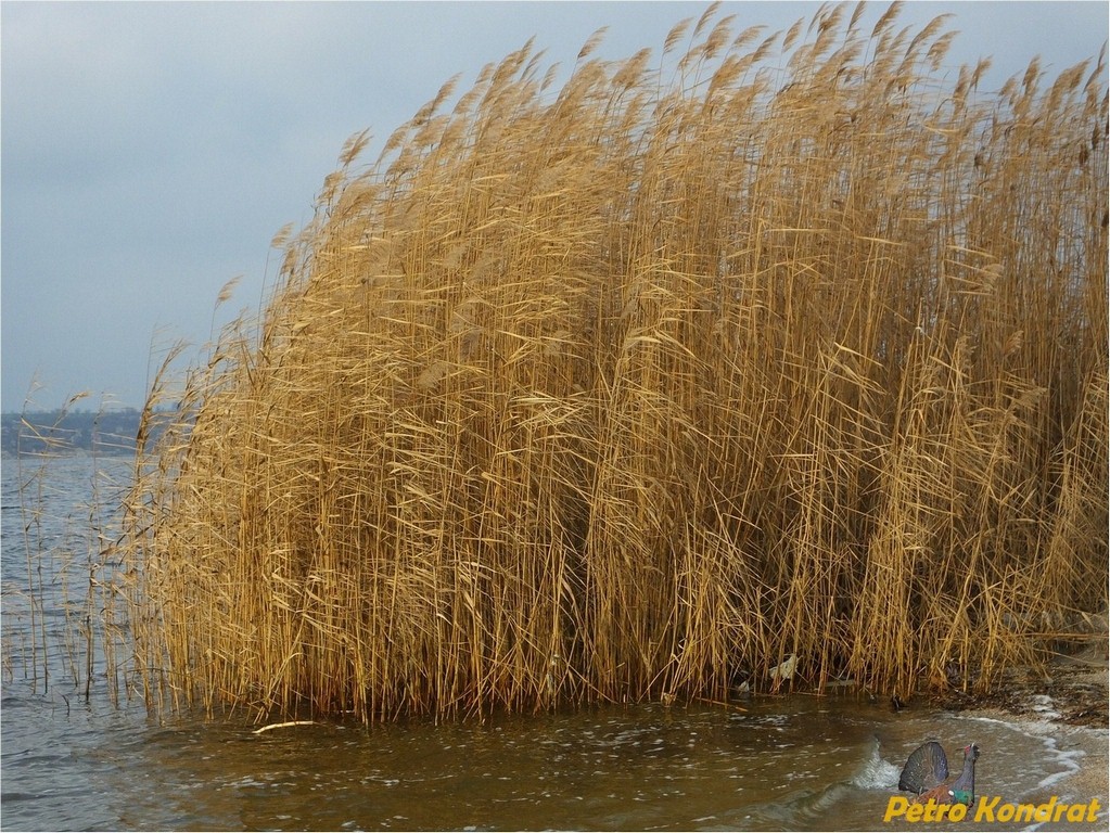 Изображение особи Phragmites australis.