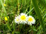 Taraxacum leucanthum