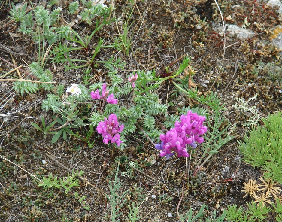 Image of Oxytropis coerulea specimen.