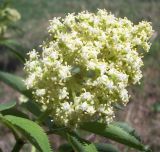 Sambucus sibirica. Соцветие. Башкирия, окр. Белорецка, гора Мраткина. Опушка соснового леса. Вторая декада мая.