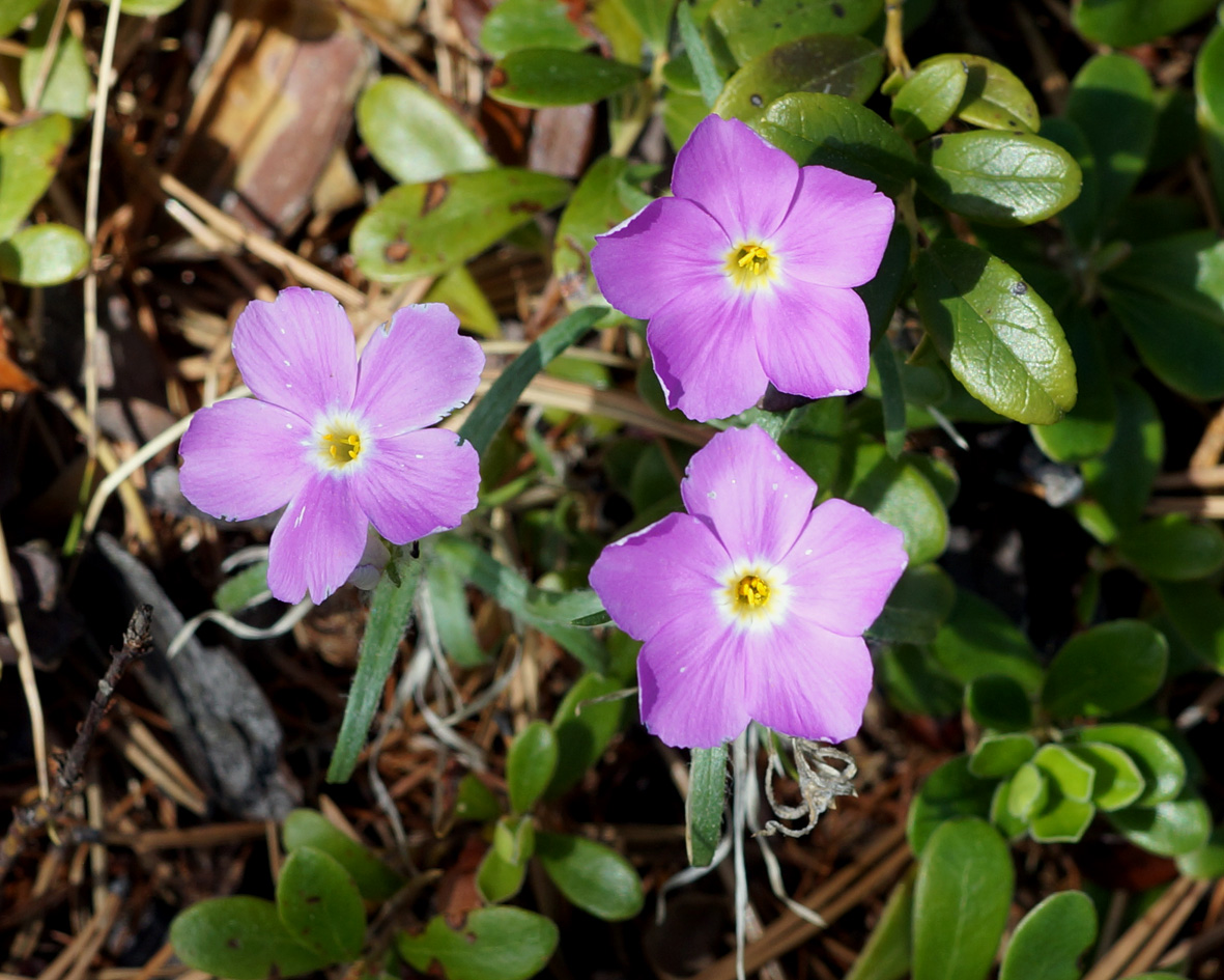 Изображение особи Phlox sibirica.