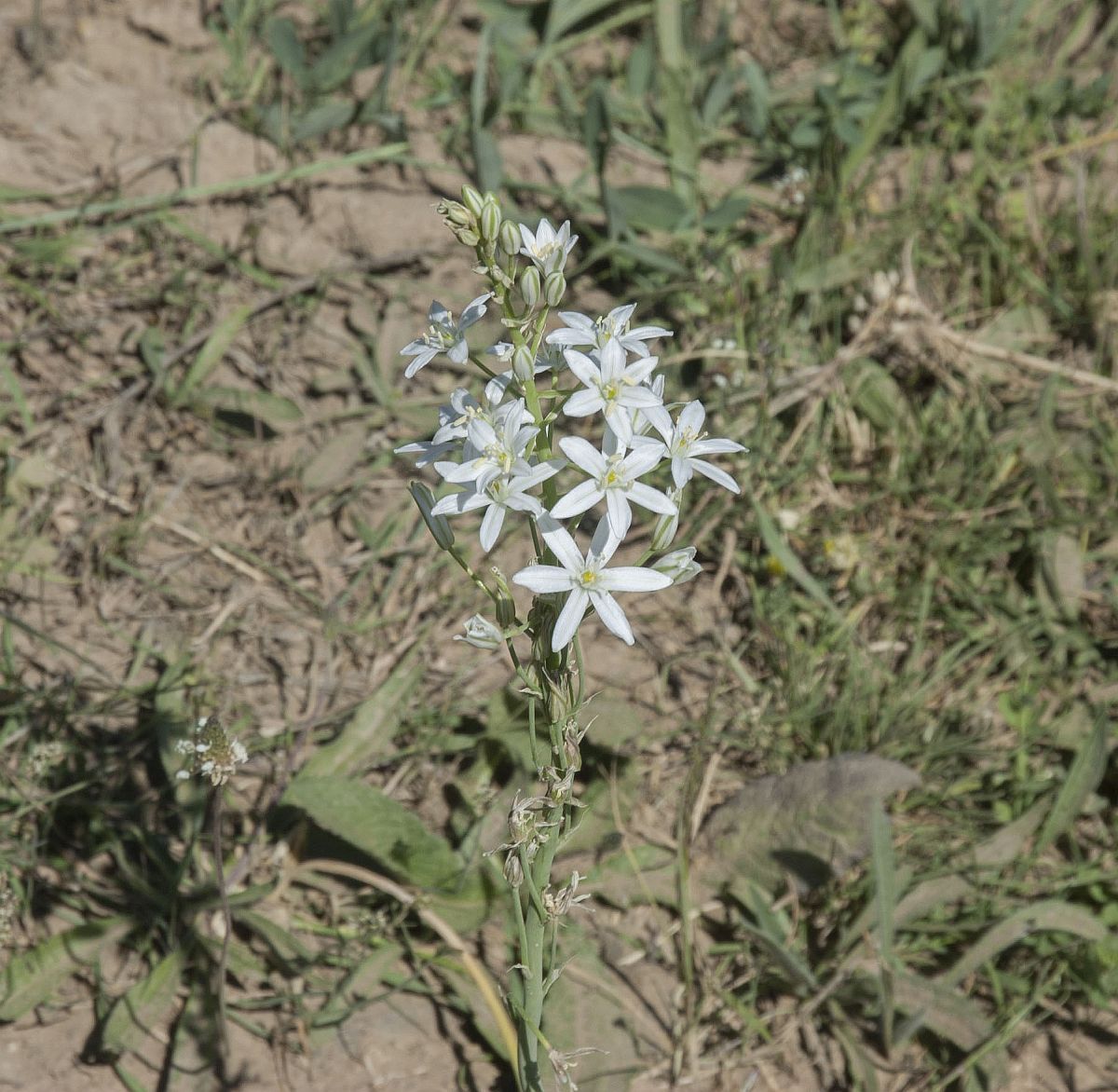 Изображение особи Ornithogalum ponticum.