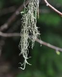 genus Usnea