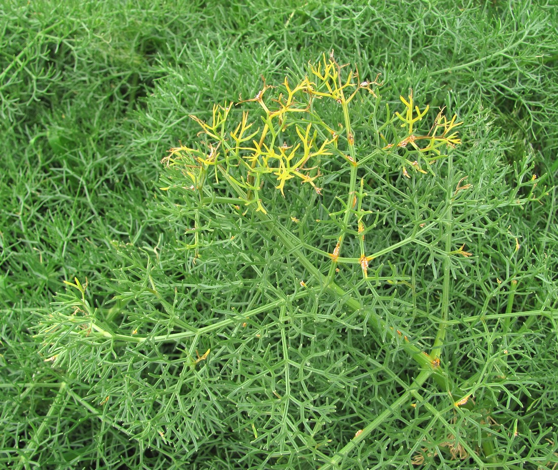 Image of Prangos ferulacea specimen.