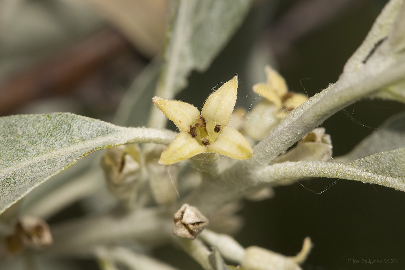 Image of Elaeagnus angustifolia specimen.