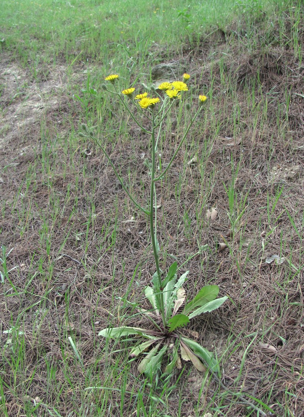 Image of Crepis marschallii specimen.