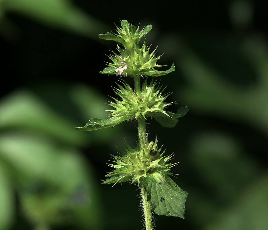 Изображение особи Galeopsis bifida.