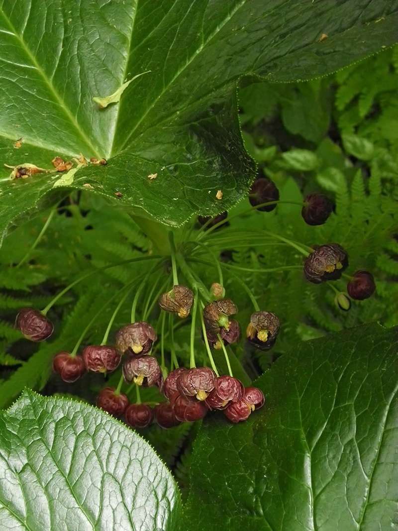 Image of genus Dysosma specimen.