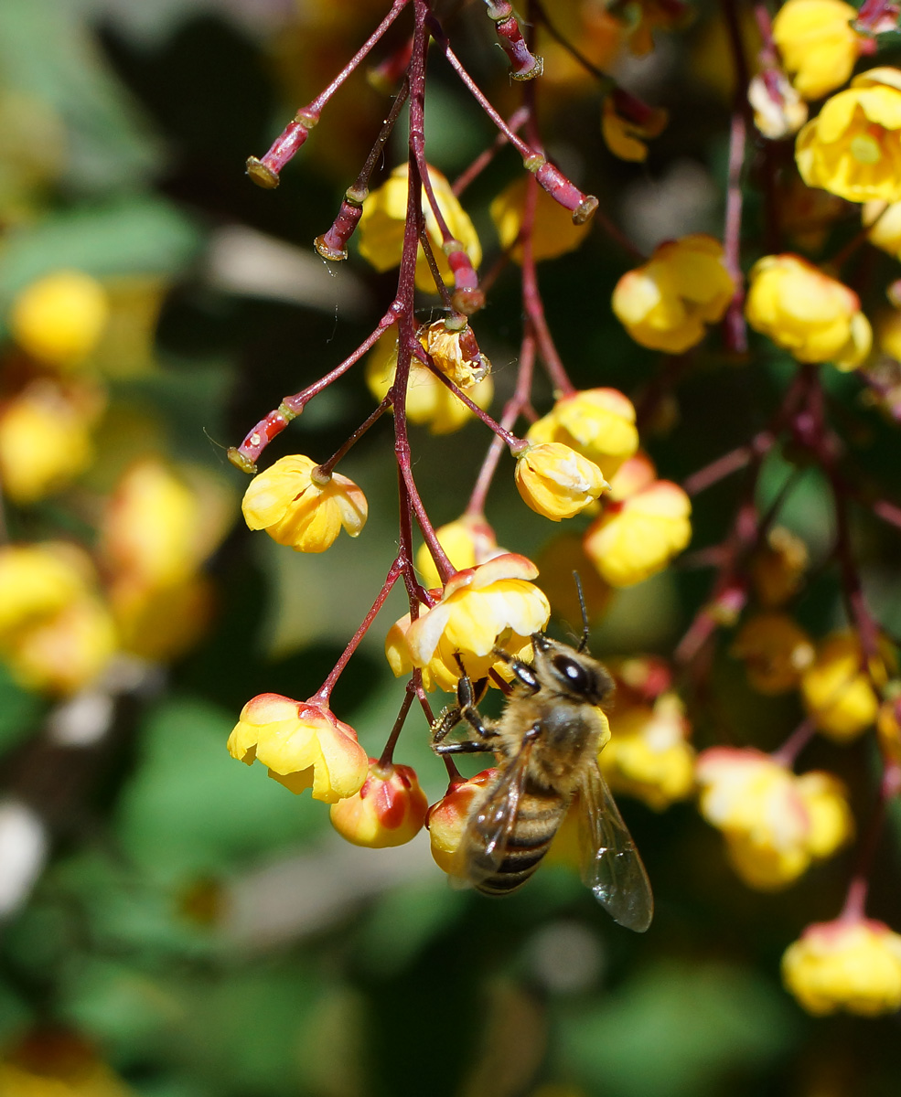 Image of Berberis vulgaris f. atropurpurea specimen.