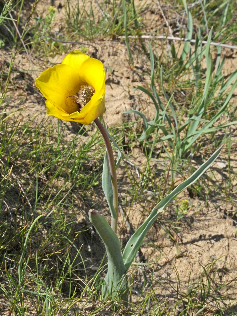 Изображение особи Tulipa lehmanniana.