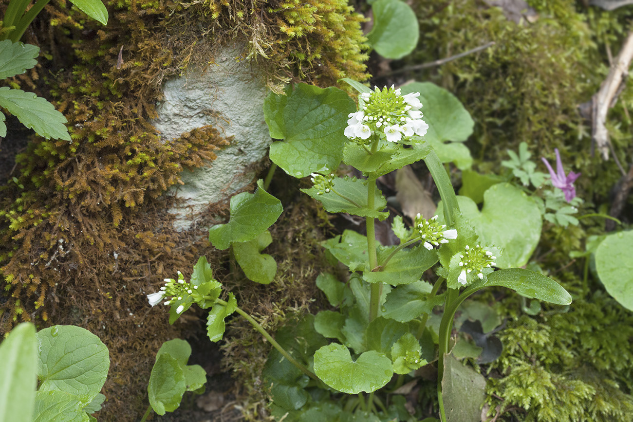 Изображение особи Arabis nordmanniana.