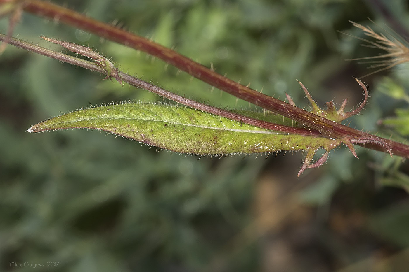 Image of Crepis setosa specimen.