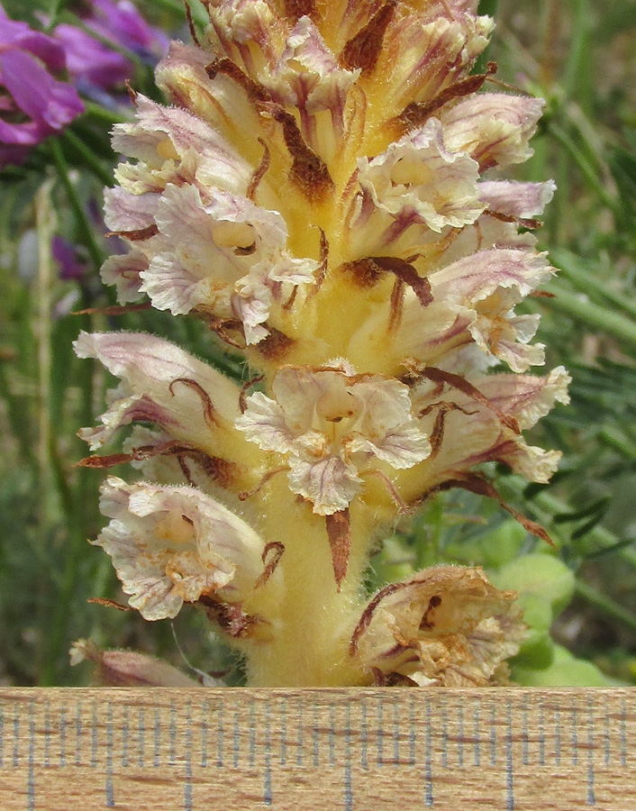 Image of Orobanche minor specimen.