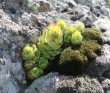 Sempervivum caucasicum