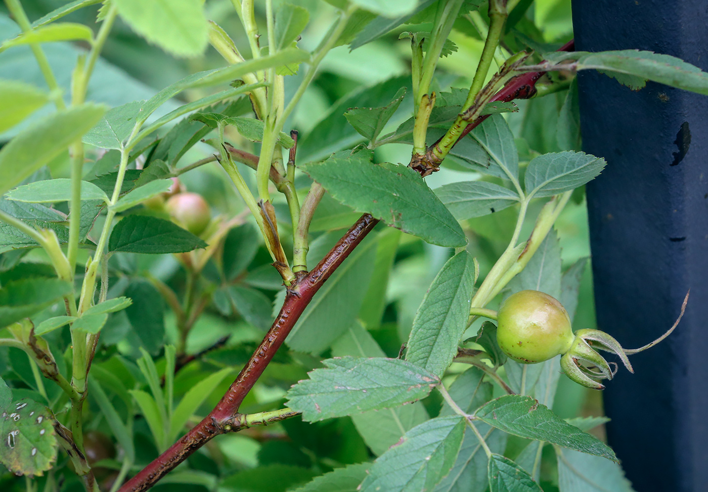 Image of genus Rosa specimen.