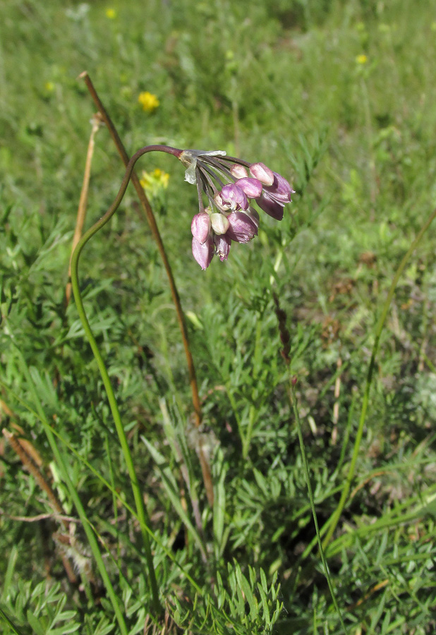 Image of Allium rubens specimen.