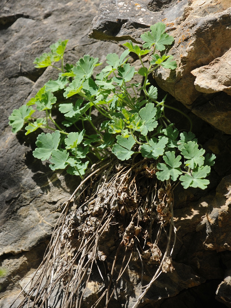 Image of Aquilegia tianschanica specimen.