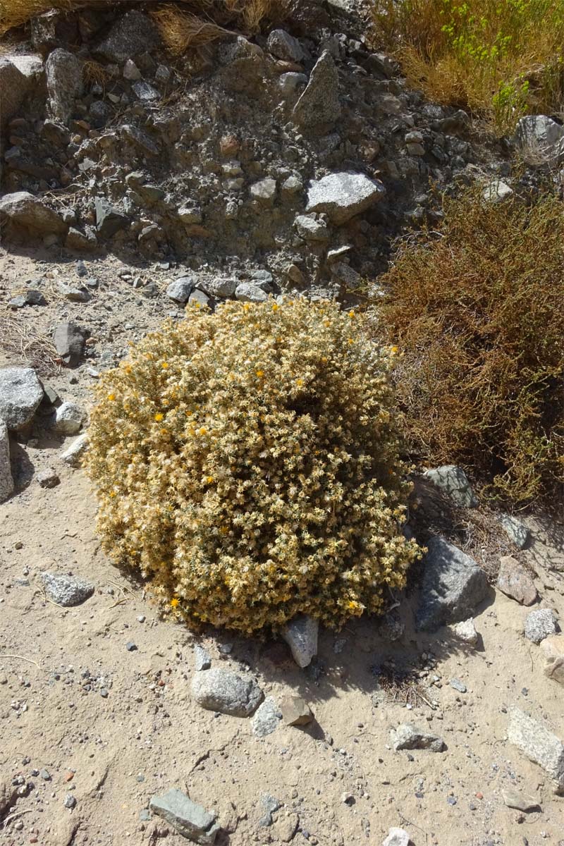 Image of Chuquiraga atacamensis specimen.