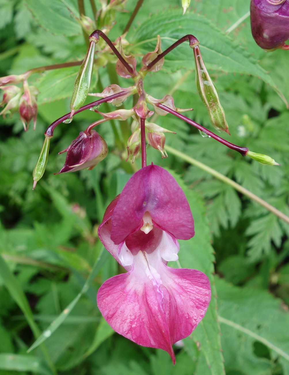 Изображение особи Impatiens glandulifera.