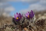 Pulsatilla taurica