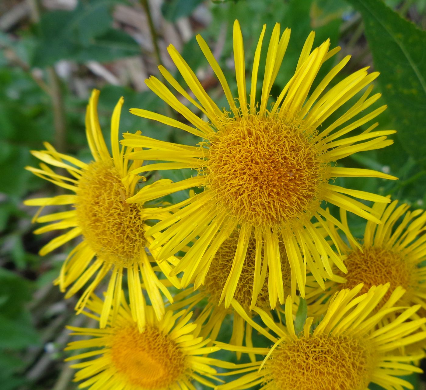 Image of Inula britannica specimen.