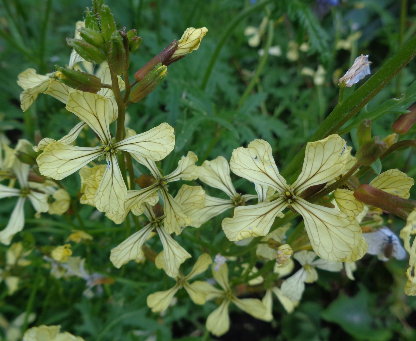 Image of Eruca sativa specimen.