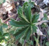 Potentilla caucasica