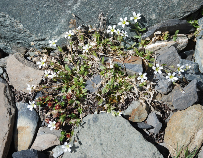 Image of Cerastium pusillum specimen.