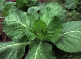 Brassica oleracea var. capitata