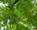 Смотреть изображение Juglans mandshurica