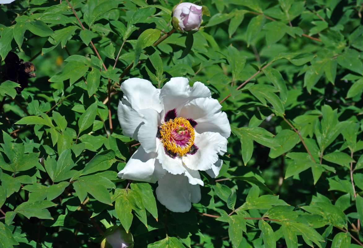 Image of Paeonia suffruticosa specimen.