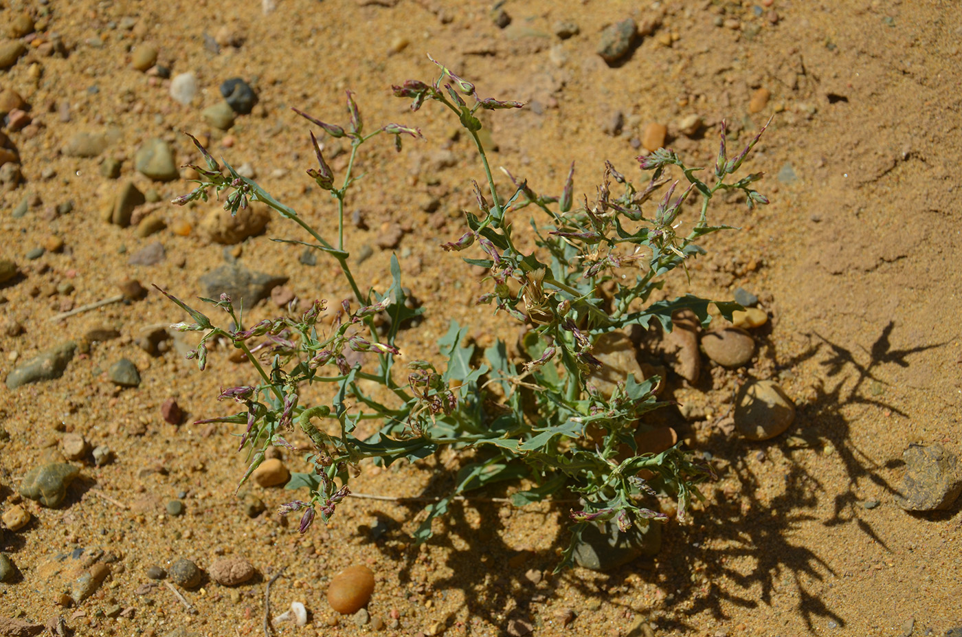 Изображение особи Lactuca undulata.