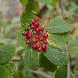 Viburnum lantana