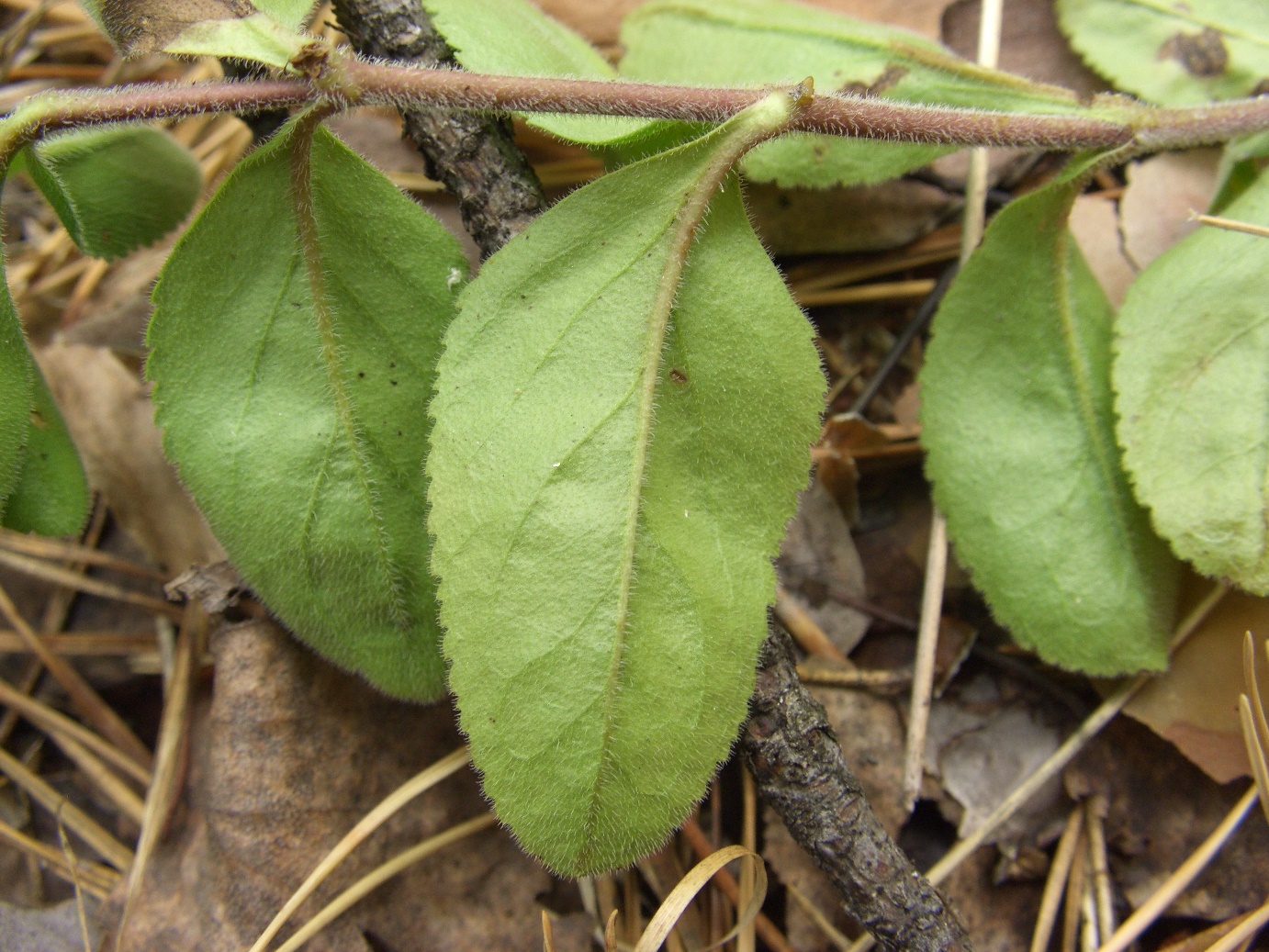 Изображение особи Veronica officinalis.