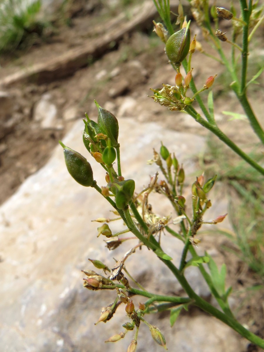 Image of Winklera patrinoides specimen.