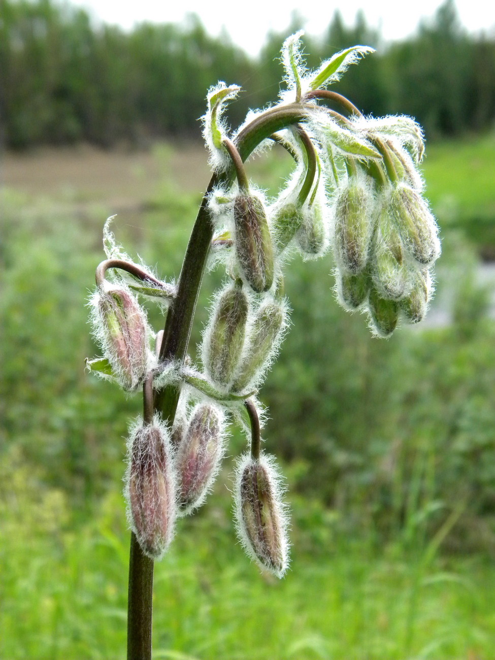 Image of Lilium pilosiusculum specimen.