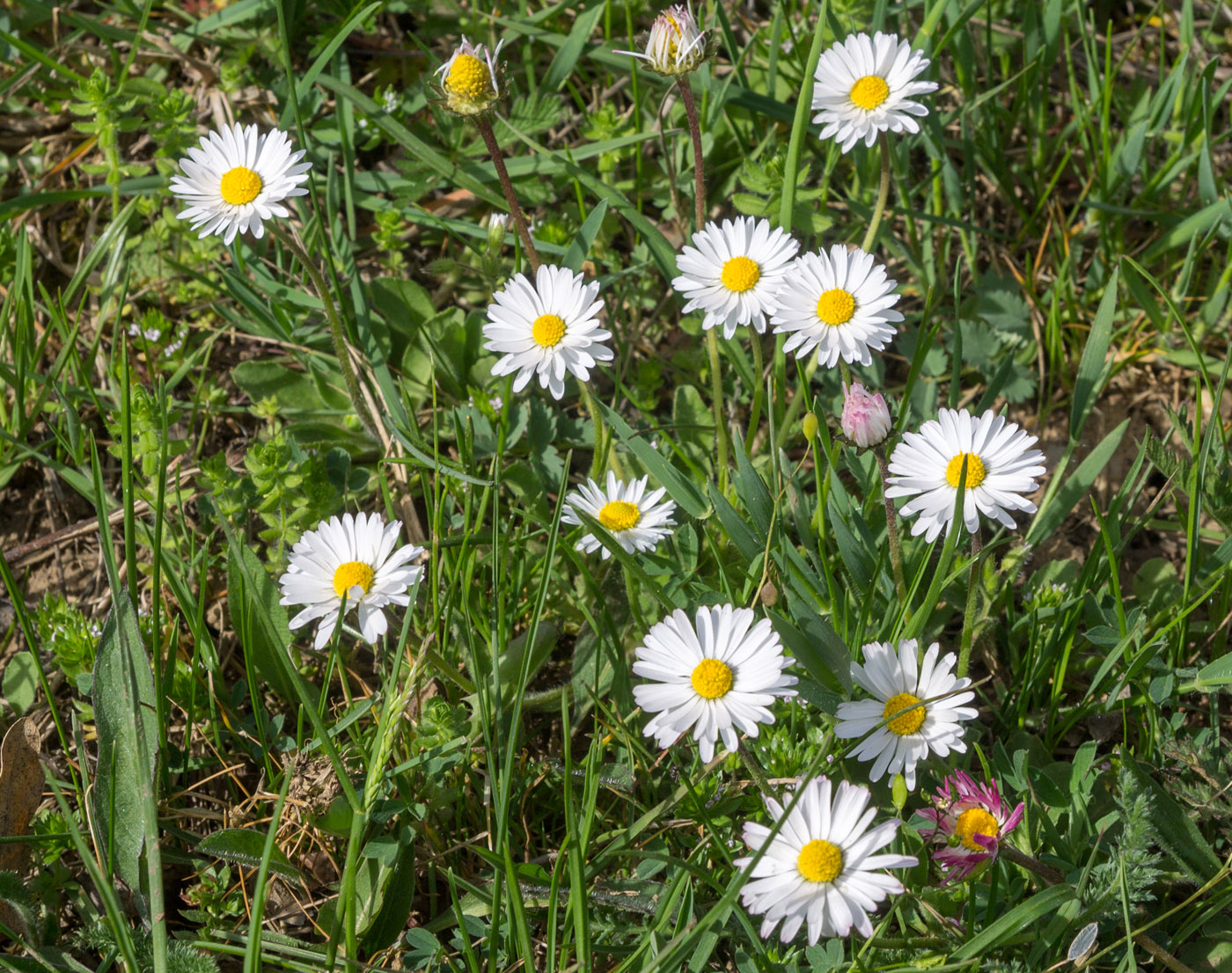 Image of Bellis perennis specimen.