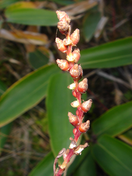 Image of Bistorta vivipara specimen.