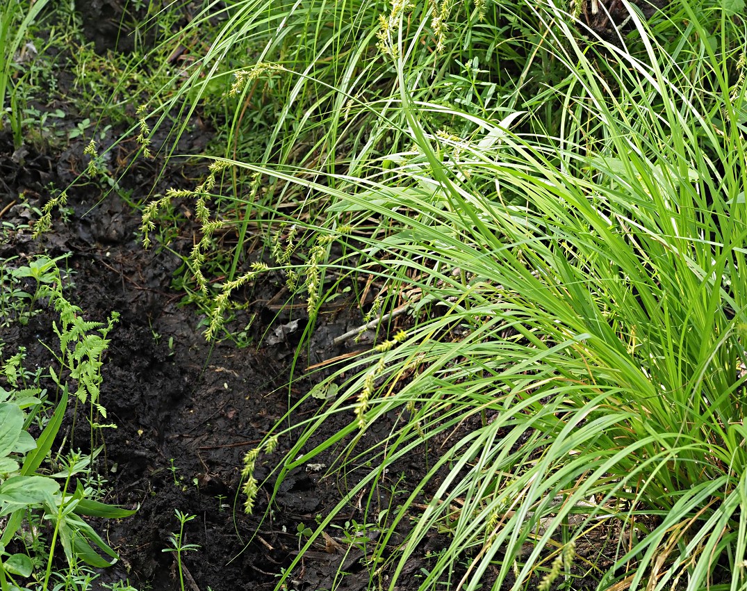 Image of Carex elongata specimen.