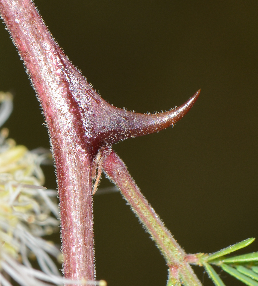 Image of Mimosa aculeaticarpa specimen.