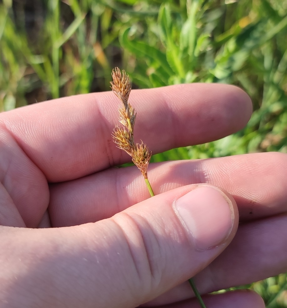 Image of Carex leporina specimen.