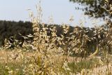 Avena sterilis. Верхушки плодоносящих растений. Израиль, лес Бен-Шемен. 26.04.2019.