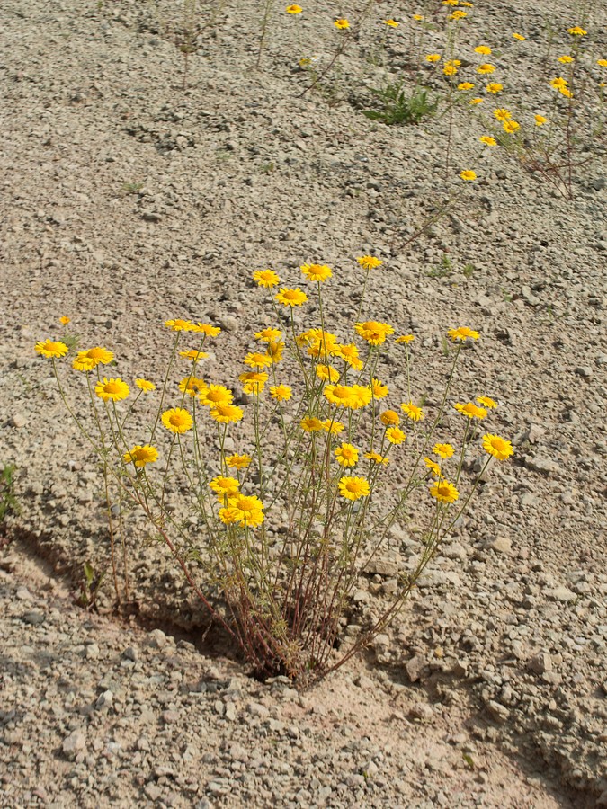 Image of Anthemis tinctoria specimen.