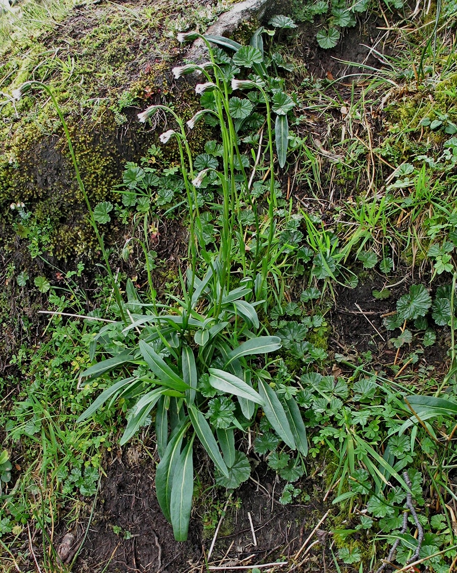 Изображение особи Symphyotrichum vahlii.