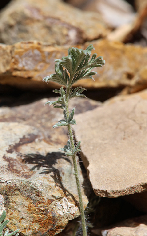 Image of Potentilla sericea specimen.