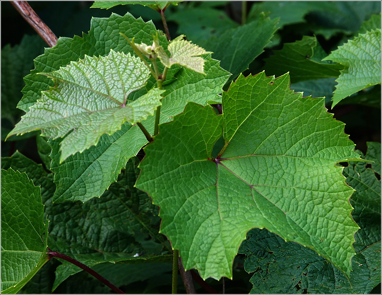 Image of Vitis vinifera specimen.