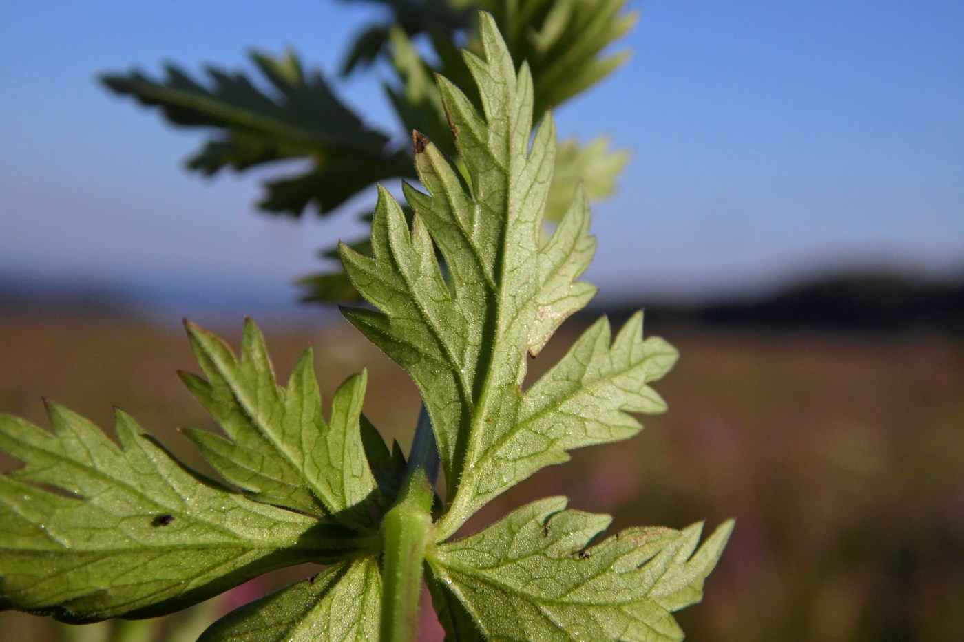 Image of Pimpinella rhodantha specimen.