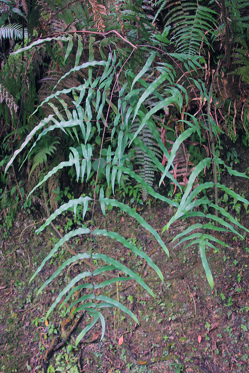 Image of class Polypodiopsida specimen.