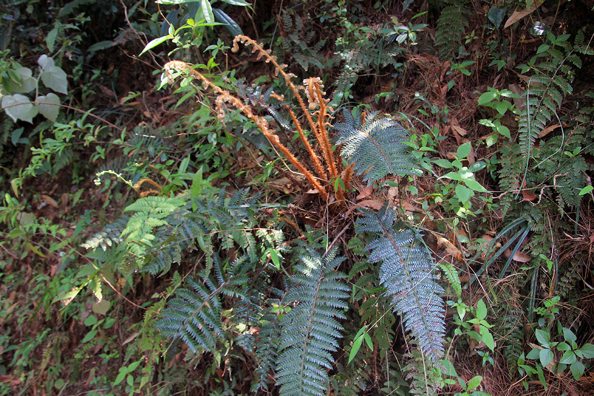 Image of Polystichum squarrosum specimen.