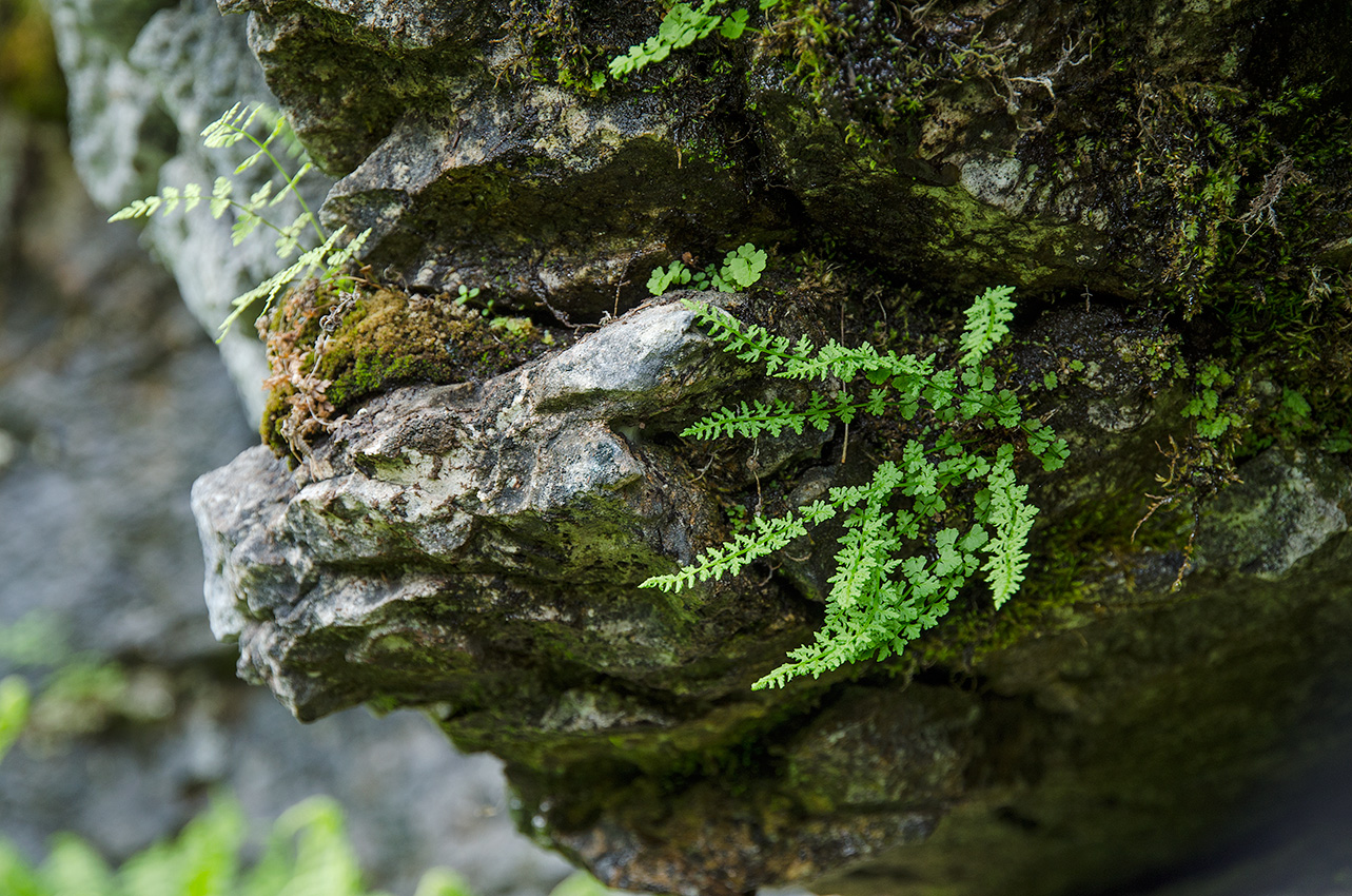 Image of Woodsia pinnatifida specimen.